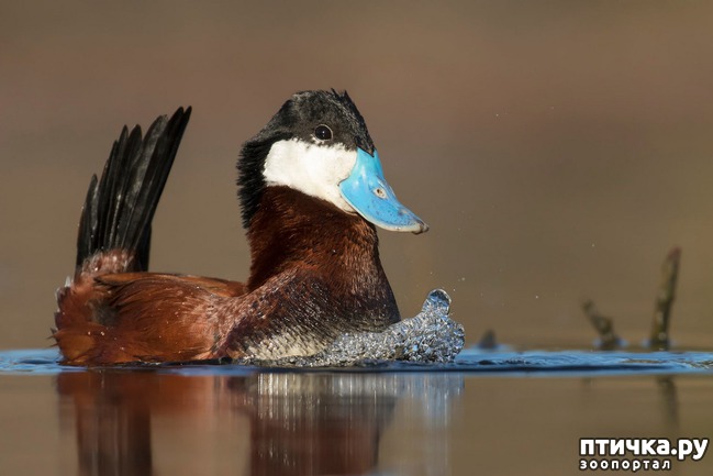 ���� 12: ��������������� ���������� � ��������