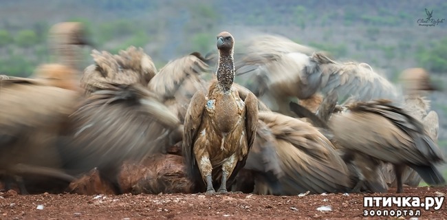 ���� 15: ��������������� ���������� � ��������