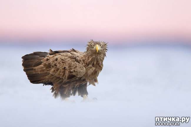 ���� 17: ��������������� ���������� � ��������