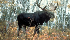 ����: ����. ������� �����