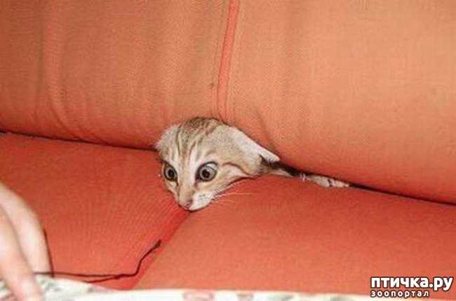 ���� 2: ��������� �����������: ������� �����.