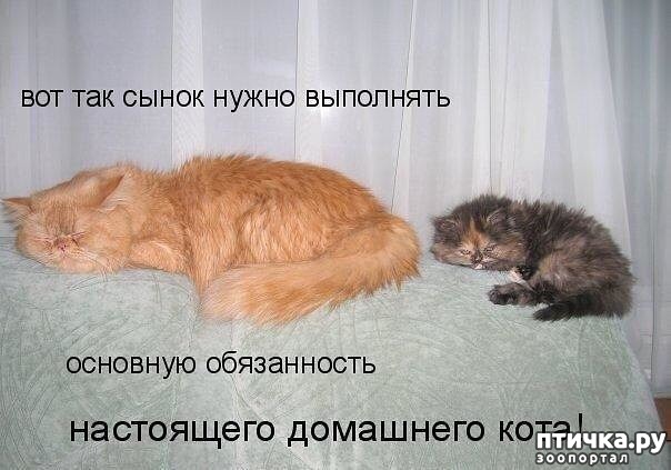 ���� 4: ��������� �����������: ������� �����.