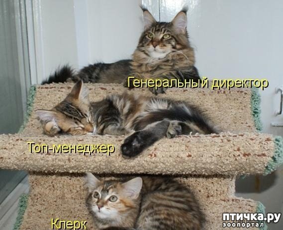 ���� 7: ��������� �����������: ������� �����.