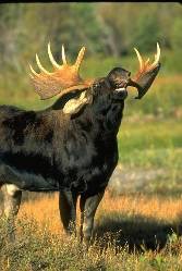 ���� 3: ����. ������� �����