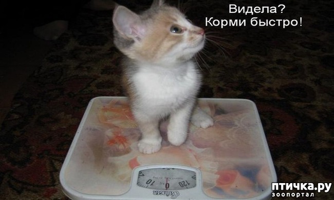 ���� 10: ��������� �����������: ������� �����.