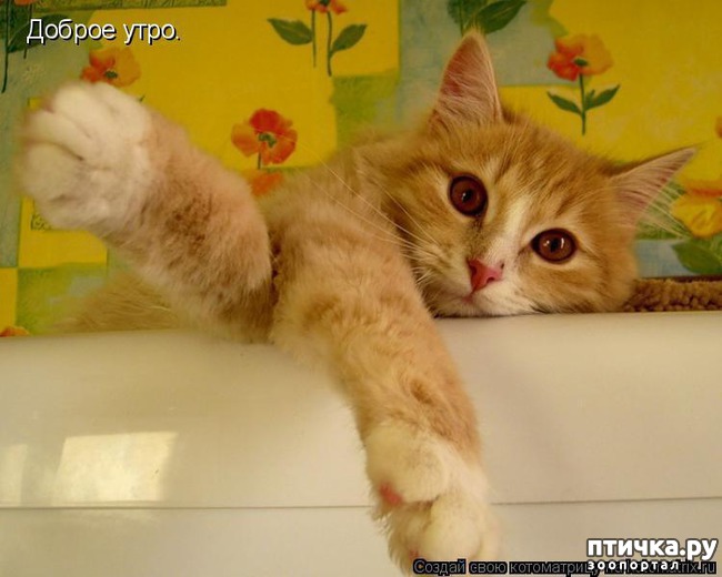 ���� 11: ��������� �����������: ������� �����.