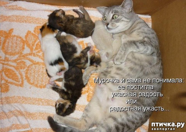 ���� 15: ��������� �����������: ������� �����.