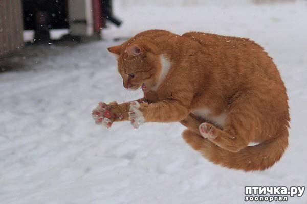 ���� 22: ��������� �����������: ������� �����.