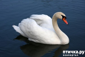 ����: ������� ��������, ������� �� ������� ������ � �������