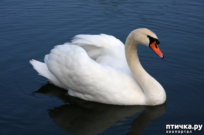 ���� 1: ������� ��������, ������� �� ������� ������ � �������