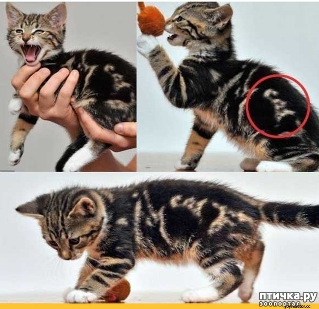 ���� 31: ��������� �����������: ������� �����.