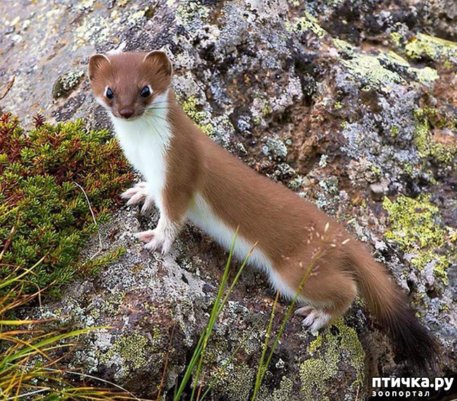 ���� 3: ������� ��������, ������� �� ������� ������ � �������