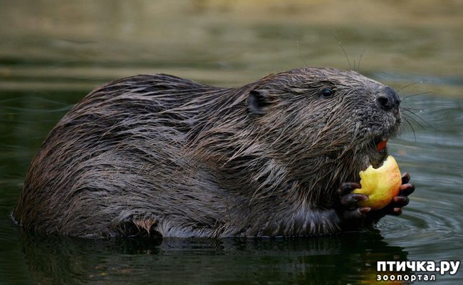 ���� 9: ������� ��������, ������� �� ������� ������ � �������