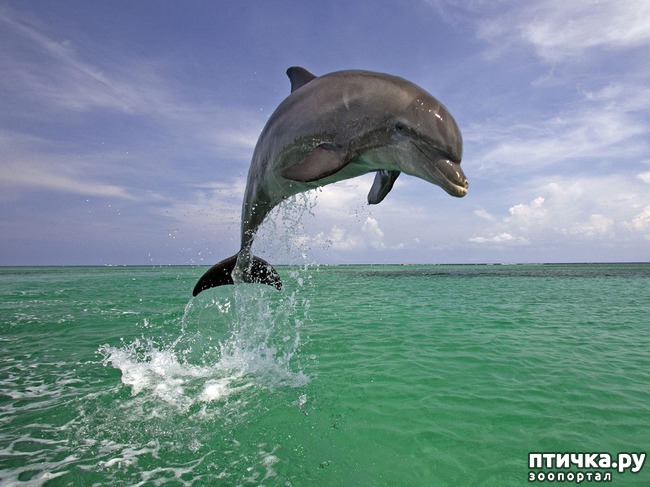 ���� 11: ������� ��������, ������� �� ������� ������ � �������