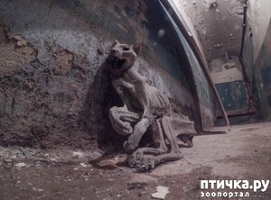 фотография: ВЫ ВСЕ ЕЩЕ "ЖАЛЕЕТЕ" СТЕРИЛИЗОВАТЬ СВОЮ КОШЕЧКУ? фото: ВЫ ВСЕ ЕЩЕ "ЖАЛЕЕТЕ" СТЕРИЛИЗОВАТЬ СВОЮ КОШЕЧКУ?