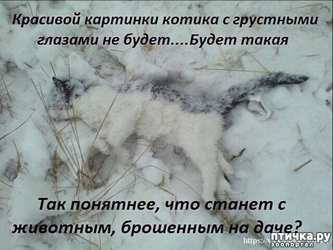 Жалею что стерилизовала кошку. Смотреть фото Жалею что стерилизовала кошку. Смотреть картинку Жалею что стерилизовала кошку. Картинка про Жалею что стерилизовала кошку. Фото Жалею что стерилизовала кошку