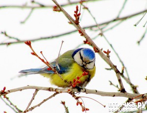 ����: ������ � ������������ ������� �����.