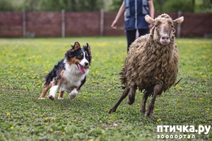 фото: Австралийская овчарка - пастух