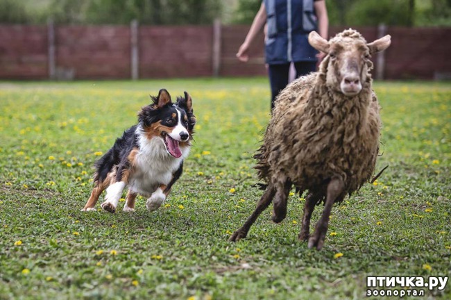 фото 1: Австралийская овчарка - пастух