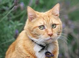 ���� 1: ���� �������