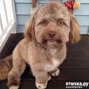 фотография: Собака с "человеческим" лицом фото: Собака с "человеческим" лицом