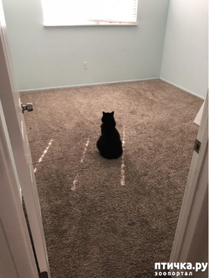 фотография: Кошки не умеют любить? это не правда! фото: Кошки не умеют любить? это не правда!