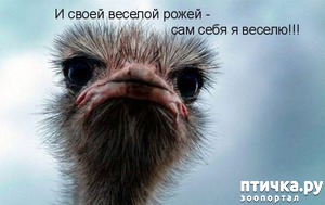 фотография: Эти забавные животные!!! фото: Эти забавные животные!!!