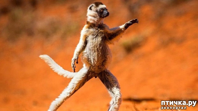 ���� 7: ��� �������� ��������!!!