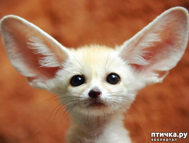 ���� 15: ��� �������� ��������!!!