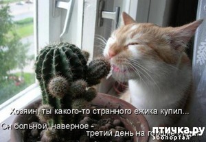 фотография: Котоматрица: Кошки - это кошки! фото: Котоматрица: Кошки - это кошки!