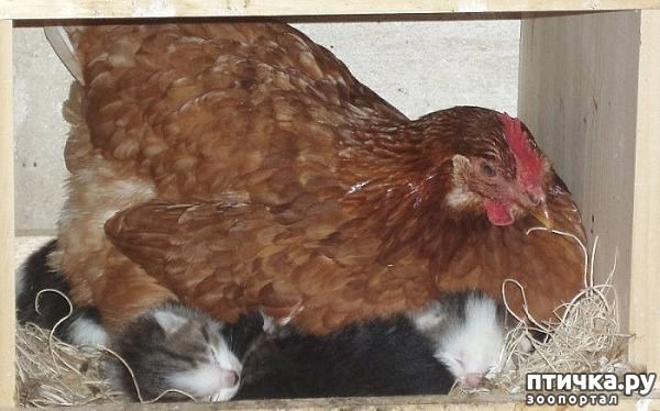 ���� 4: ������ ����������!?