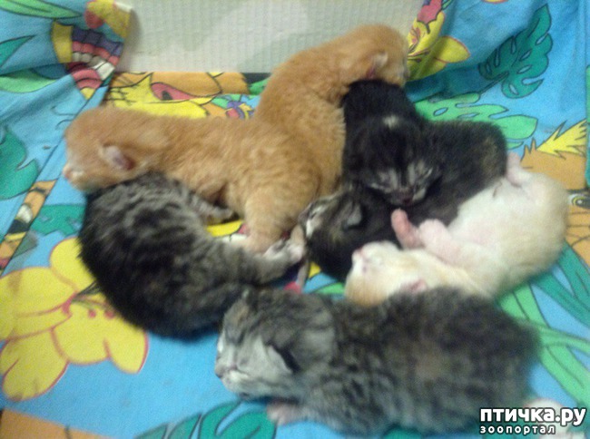 ���� 2: ���� ��������.