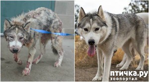 фотография: Удивительное преображение хаски, найденной на улице фото: Удивительное преображение хаски, найденной на улице