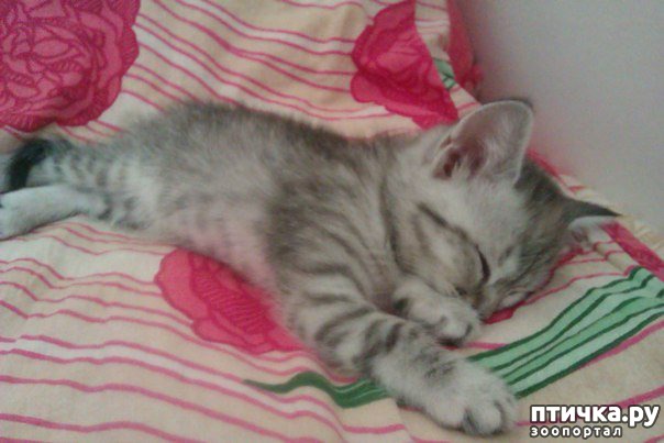 ���� 5: ���� ��������.