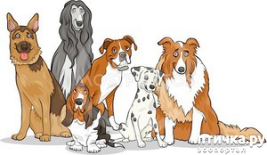 фотография: Малоизвестные и очень интересные факты о собаках фото: Малоизвестные и очень интересные факты о собаках