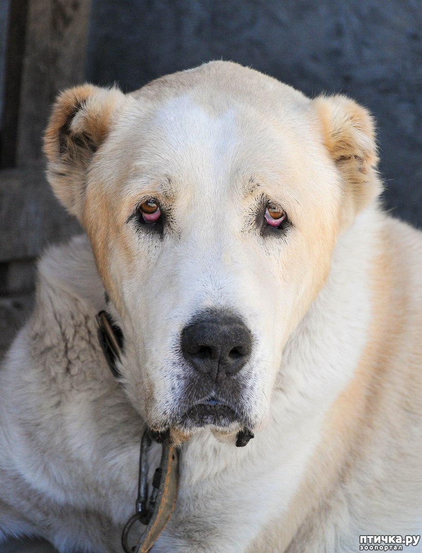 собаку ай. собаку ай. порода акита ину. японская порода собак акита цу. собаку ай.