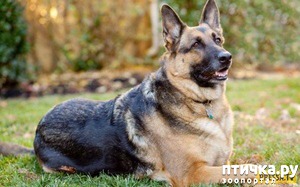 фотография: Строгий пес Альтон фото: Строгий пес Альтон