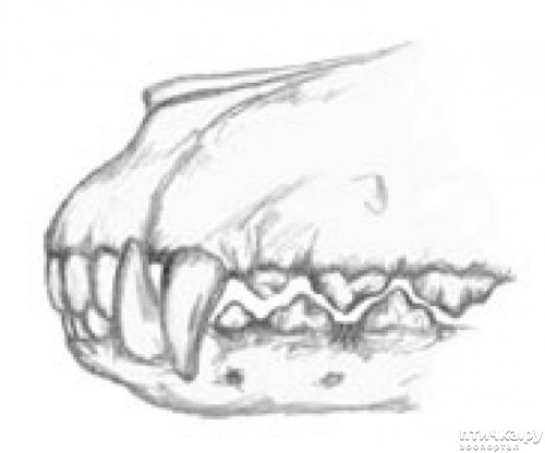 фото 15: Иллюстрированный стандарт породы Аляскинский Маламут
