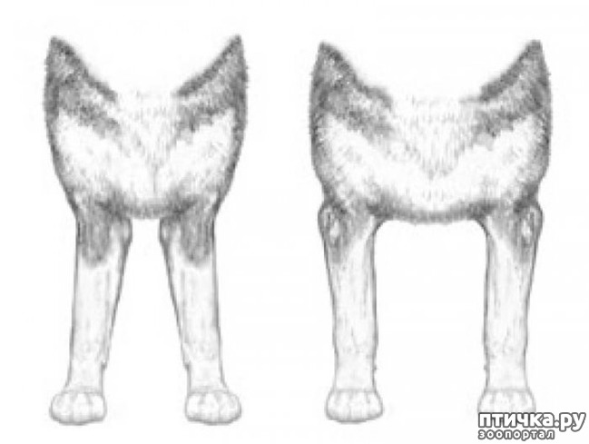 фото 17: Иллюстрированный стандарт породы Аляскинский Маламут