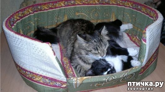 фото 16: Лежак для кошки своими руками.