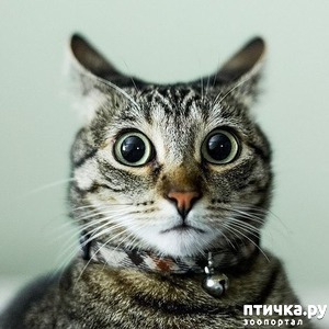 фотография: Когда сказал коту, что это он у тебя живёт, а не ты у него фото: Когда сказал коту, что это он у тебя живёт, а не ты у него