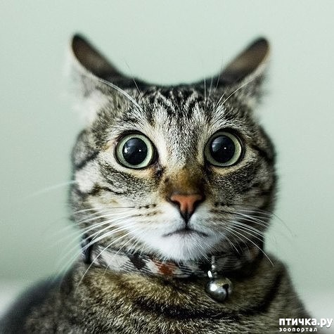 ���� 1: ����� ������ ����, ��� ��� �� � ���� ����, � �� �� � ����