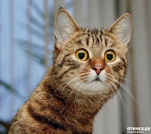 ���� 3: ����� ������ ����, ��� ��� �� � ���� ����, � �� �� � ����