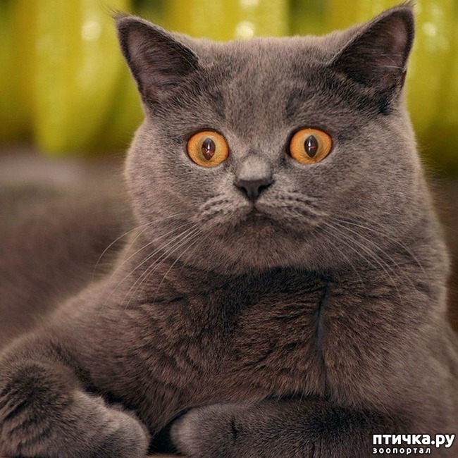 ���� 4: ����� ������ ����, ��� ��� �� � ���� ����, � �� �� � ����