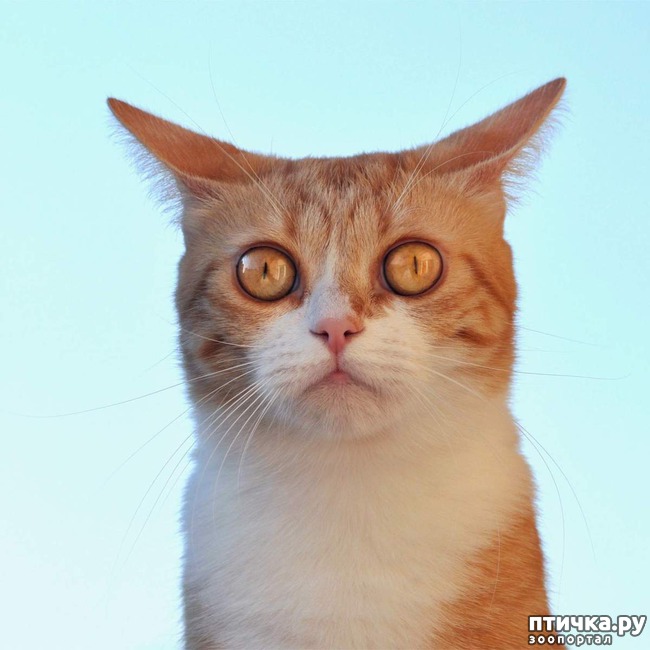 ���� 5: ����� ������ ����, ��� ��� �� � ���� ����, � �� �� � ����