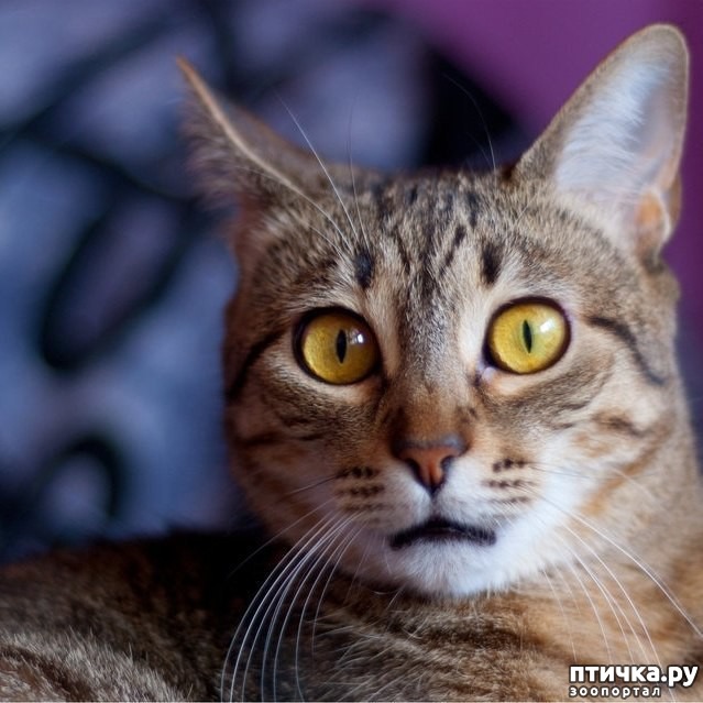 ���� 6: ����� ������ ����, ��� ��� �� � ���� ����, � �� �� � ����