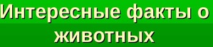 фотография: Интересные факты о собаках и кошках фото: Интересные факты о собаках и кошках
