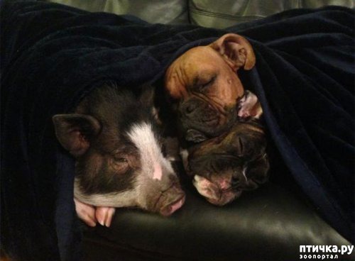 ���� 5: ��� ������ ������, ��� ��� ������.