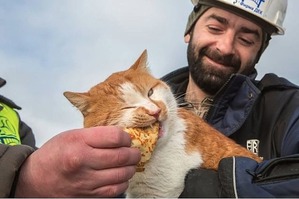 ����: ��� ������. ����������� �������� �� ������� ��������� �����. ������ ������� � ����� ���������