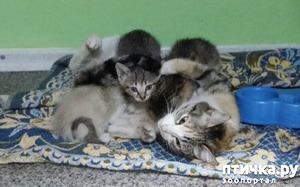 фотография: Она боролась за 5 маленьких жизней! фото: Она боролась за 5 маленьких жизней!